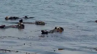 Otters at Morro Bay @victorwelch8968&nbsp;