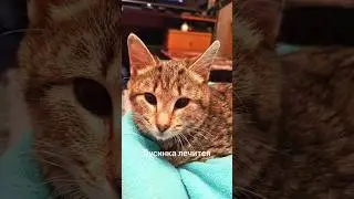 Про Бусю #помощьбездомным #помощьбездомнымживотным