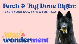 Teaching Fetch & Tug: Safe, Smart Play for Dogs
