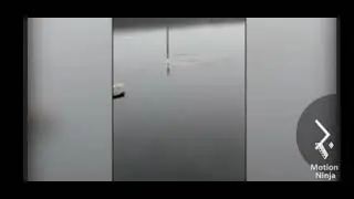 cat run on the water