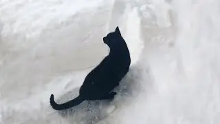House Cat Discovering Snow [Cute]