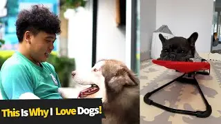 This Is Why I Love Dogs! #5 | Funny Dog Videos 2021