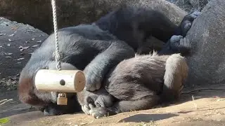 gorilla 調子悪い妹を心配する姉コモモ【2025年&lrm;11月29日】【上野動物園】ゴリラ💗