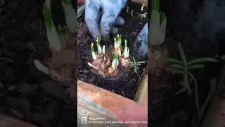 How you easily upgrade flowerpots with crocus. #crocus #bulbs #springbulbs