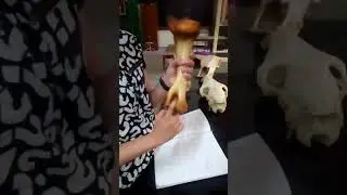 Humerus of domestic animals(Ox, Horse, Dog, Pig)