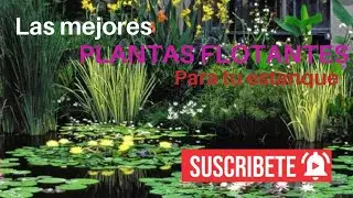 Какие ПЛАВАЮЩИЕ РАСТЕНИЯ лучше всего подходят для вашего пруда | КОИ И ЗОЛОТЫЕ рыбы 🌱🌱🌱