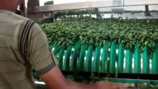 Linear Gherkin Filling Machine With Jar Line By Sujay Industries, Bengaluru