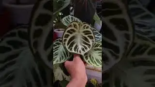 anthurium dorayaki silver from indonesia #aroidlover #aroid #plantsmakepeoplehappy #anthurium