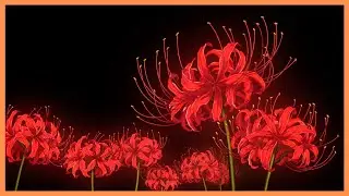 Red Spider Lily 🥀: A Flower Between Worlds
