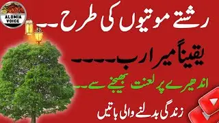 Yaqeen Mano Mera Rab Badhi || Islamic Quranic Quotes || Alomia Voice