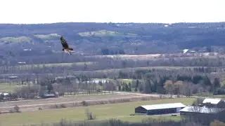 Turkey Vulture Flight in 5x Slow Motion | Majestic Bird Soaring