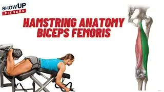 Hamstring Anatomy| Biceps Femoris Show Up Fitness CPT 14-day FREE trail to become a Personal Trainer