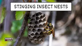 Stinging Insect Nests
