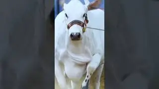 786 cattle farm 🔥🔥#cattle #cow #viral
