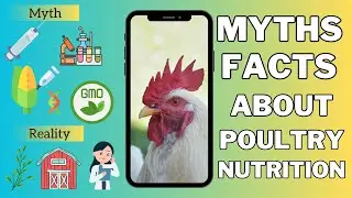 Chicken Myths Debunked | Poultry Nutrition | Broiler 🐔