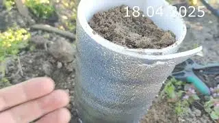 Прививка Грецкого Ореха