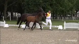 Stutfohlen von Lord Leopold x Blue Hors Bentley x Licotus x Rubinstein