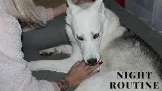 my dog's night routine | my dog's bedtime routine