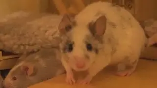 Amelia being Bad