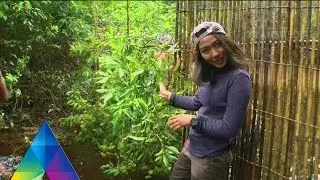 JEJAK PETUALANG - MEMANCING DENGAN CARA TRADISIONAL SUKU DAYAK (9/3/16) 3-1