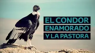 El condor enamorado y la pastora