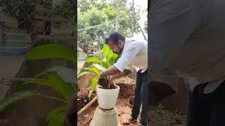 Planting Works for New Project 🌿 | #plantsdecorsvg #gardening #homedecor #sivagangai