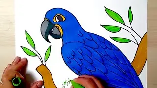 HOW TO DRAW a Hyacinth Macaw - drawing for kids - coloring with markers