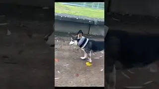Husky funny #shorts #pets #husky #cutedog #petfunny #huskyfunny