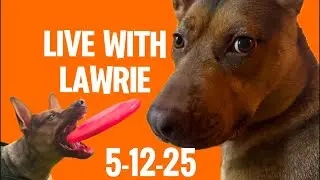 Frisbee Fun at the Dog Park with My Rescue Shepherd Mix | Playing with Lawrie 5/12/25