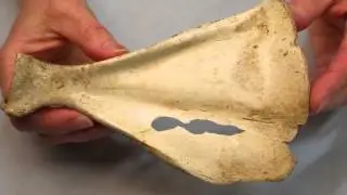 Archaeology of the Slave Quarters