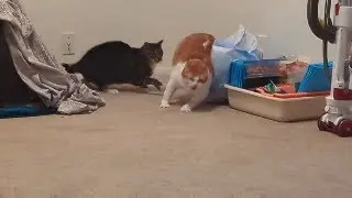Feline Fury Unleashed