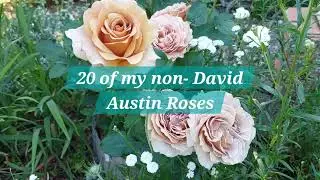 Beyond David Austin | More Beautiful Roses from my UK Garden | what's your favorite rose?