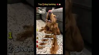 TOP 5 Cutest Dog Barking Sounds That Will Melt Your Heart 🐶💖 #dog #dogbarking #viral