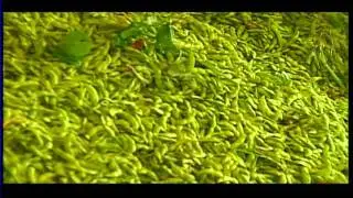 Chen hsiang foods - Soybean Introduction