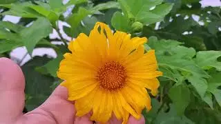 Permaculture Dream plant, Tithonia Diversifolia. Build soil Feed livestock; Beautiful Hedges!