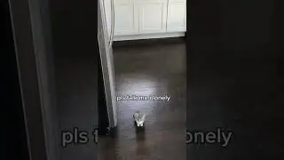 Bro is lonely please talk to him🥺🤣#smol #bestcatmovie #catmemes #cats