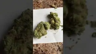 &ldquo;LB Tally Mon&rdquo; Flower