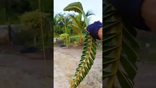 Bow and Arrow handmade with palm leaves #bamboo #bow #arrow #diy #slingshots