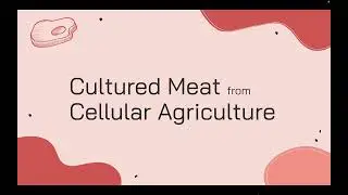 Cultured Meat from Cellular Agriculture