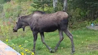 Cow moose visiting our yard here in Alaska. They love to snack on the leaves of alder and birch. 