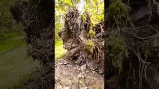 Nature's Fury Toppling Trees in the Wake of Mighty Winds