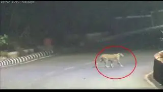 cheetah and other animals roaming on tirumala ghat road in lockdown time