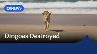 A pack of dingoes that attacked a Canadian backpacker on K'Gari will be put down | ABC NEWS