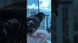 G&uuml;vercini ait olduğu yere g&ouml;ndermek i&ccedil;in harekete ge&ccedil;iyoruz 🥲 #pigeon #shortyoutube