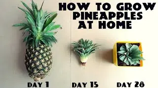 The Best Method to Grow Pineapple 🍍at Home | Step-by-Step Guide #pineapple #growyourown