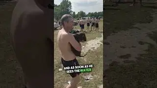 Эта собака так любит плавать #шорты
