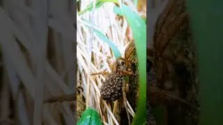 Wolf spider with babies #shorts #spider