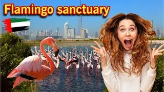 Ras Al Khor Wildlife Sanctuary | Free Flamingo Park attraction in Dubai 🇦🇪