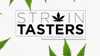 Strain Tasters Cannabis Reviews  - Gelato 41