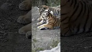 #animals #wildlife #music #snake #snake #animallovers #speakpug #trending #catlovers #whale #aww